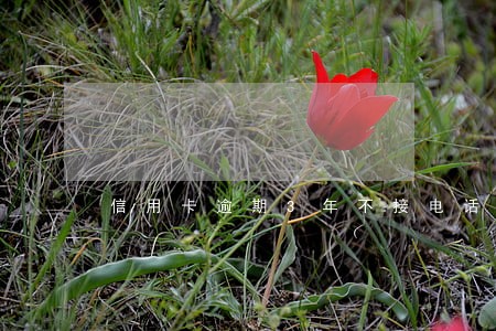 信用卡逾期3年不接电话 信用卡逾期3年不接电话