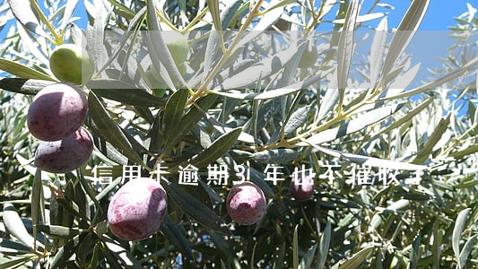 信用卡逾期3年也不催收了 信用卡逾期3年也不催收了