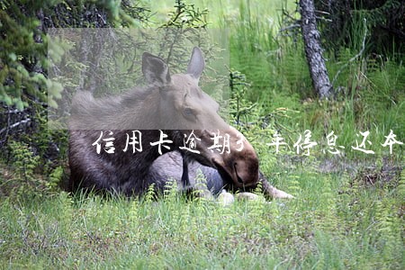 信用卡逾期3年停息还本 信用卡逾期3年停息还本