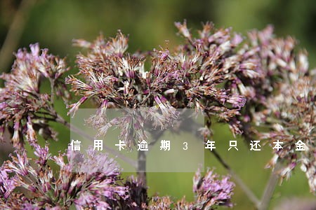 信用卡逾期3年只还本金 信用卡逾期3年只还本金
