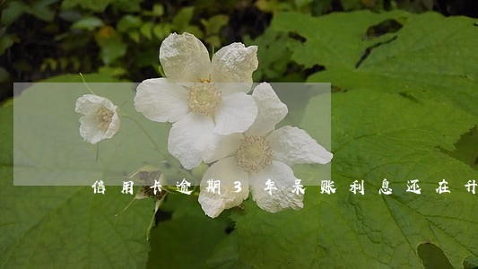信用卡逾期3年呆账利息还在升