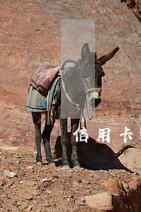 信用卡逾期3年还多少 信用卡逾期3年还多少