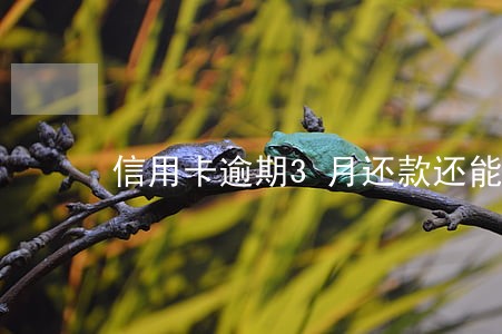 信用卡逾期3月还款还能用吗 信用卡逾期3月还款还能用吗