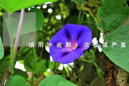 信用卡逾期3次征信严重吗 信用卡逾期3次征信严重吗