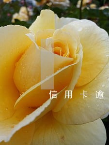 信用卡逾期3次怎么补救