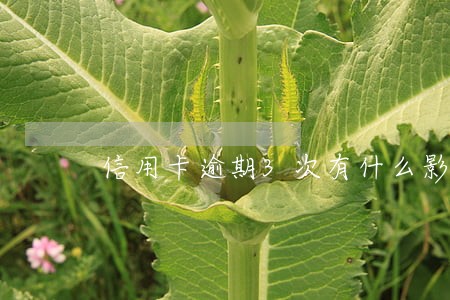 信用卡逾期3次有什么影响 信用卡逾期3次有什么影响