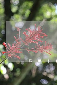 信用卡逾期3次还了还能用吗