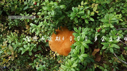 信用卡逾期4000多会立案吗 信用卡逾期4000多会立案吗