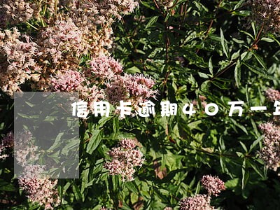 信用卡逾期40万一年多了