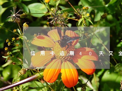 信用卡逾期40天又全还了 信用卡逾期40天又全还了