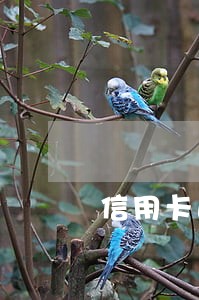 信用卡逾期40天记录 信用卡逾期40天记录