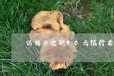 信用卡逾期40天银行要报案