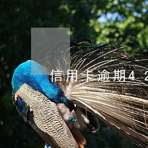 信用卡逾期42次 信用卡逾期42次