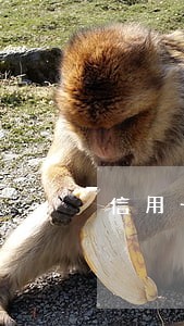 信用卡逾期4500被起诉 信用卡逾期4500被起诉