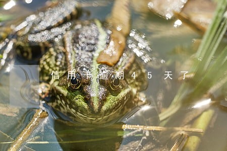 信用卡逾期45天了 信用卡逾期45天了