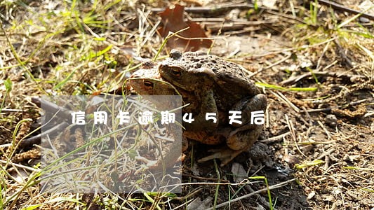 信用卡逾期45天后 信用卡逾期45天后