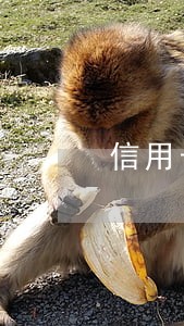 信用卡逾期4w3个月 信用卡逾期4w3个月