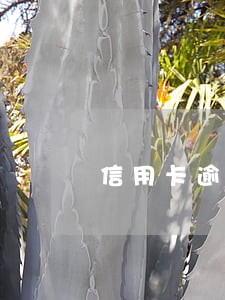 信用卡逾期4万利息