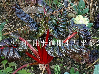 信用卡逾期4万坐多久牢 信用卡逾期4万坐多久牢