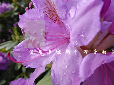 信用卡逾期4万多会拍卖房产吗 信用卡逾期4万多会拍卖房产吗