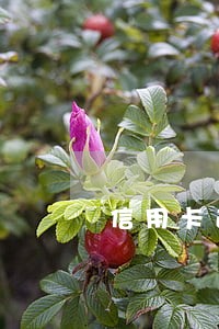 信用卡逾期4万多怎么办