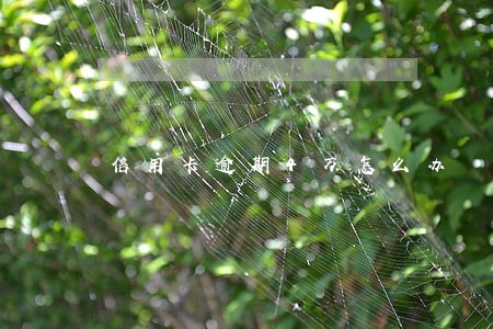 信用卡逾期4万怎么办 信用卡逾期4万怎么办