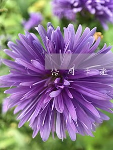 信用卡逾期4万无力偿还