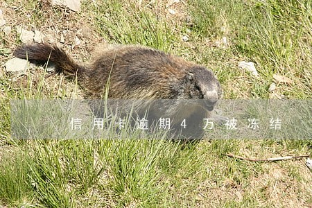 信用卡逾期4万被冻结