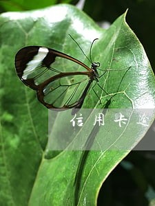 信用卡逾期4个月上门了怎么办 信用卡逾期4个月上门了怎么办