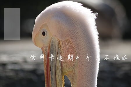 信用卡逾期4个月不催收了