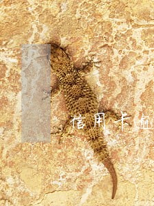 信用卡逾期4个月会自动注销吗 信用卡逾期4个月会自动注销吗