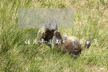 信用卡逾期4个月利息 信用卡逾期4个月利息