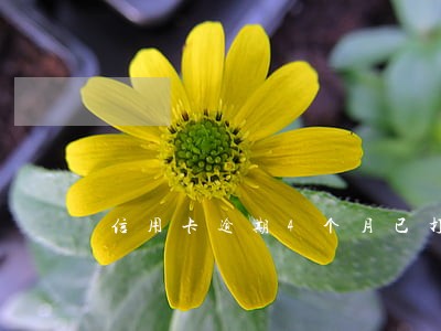 信用卡逾期4个月已打电话 信用卡逾期4个月已打电话