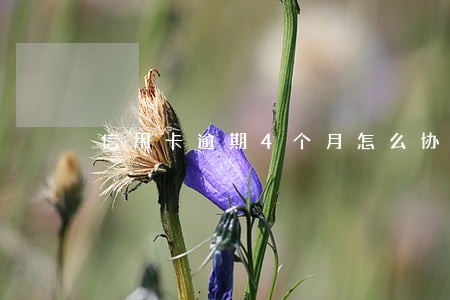 信用卡逾期4个月怎么协商 信用卡逾期4个月怎么协商