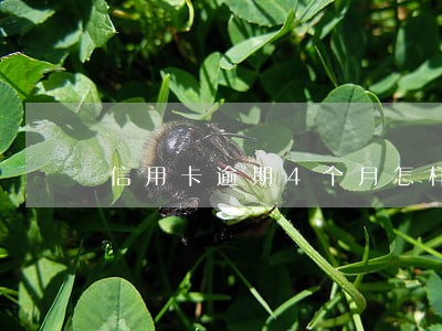 信用卡逾期4个月怎样正确处理 信用卡逾期4个月怎样正确处理