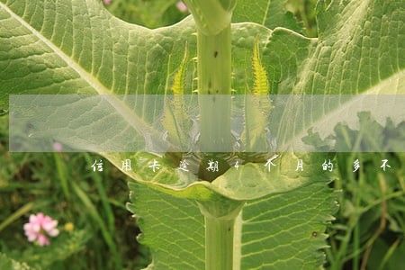 信用卡逾期4个月的多不多