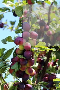 信用卡逾期4个月还款是真的吗 信用卡逾期4个月还款是真的吗