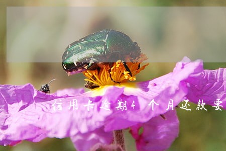 信用卡逾期4个月还款要罚款吗 信用卡逾期4个月还款要罚款吗