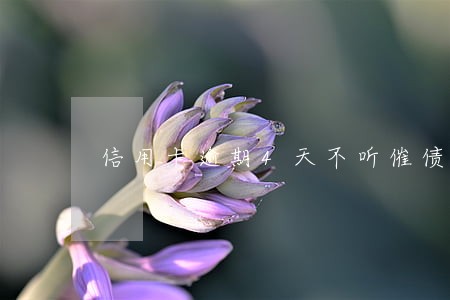 信用卡逾期4天不听催债 信用卡逾期4天不听催债