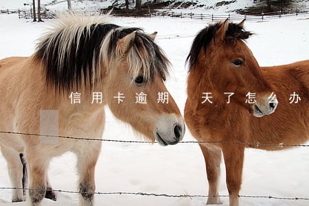 信用卡逾期4天了怎么办 信用卡逾期4天了怎么办