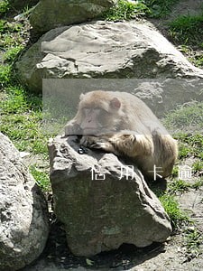 信用卡逾期4天忘记还怎么办 信用卡逾期4天忘记还怎么办