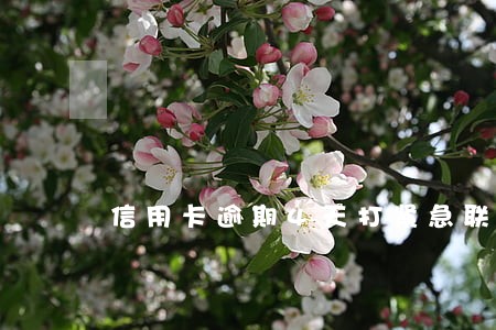 信用卡逾期4天打紧急联系人 信用卡逾期4天打紧急联系人