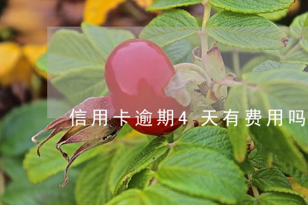 信用卡逾期4天有费用吗 信用卡逾期4天有费用吗