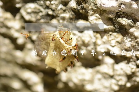信用卡逾期4年了现在欠了一万多 信用卡逾期4年了现在欠了一万多