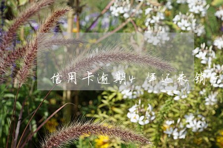 信用卡逾期4年还未销户