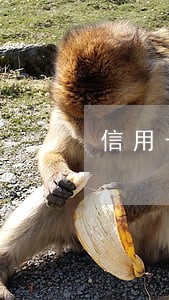 信用卡逾期4次影响房贷6 信用卡逾期4次影响房贷6