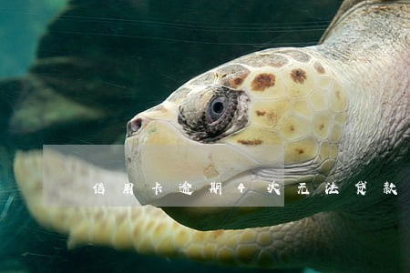 信用卡逾期4次无法贷款 信用卡逾期4次无法贷款