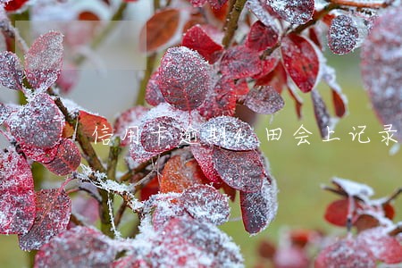 信用卡逾期4田会上记录么