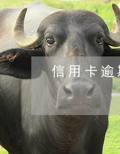 信用卡逾期5000元以下 信用卡逾期5000元以下