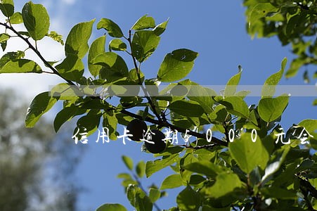 信用卡逾期5000元会被起诉 信用卡逾期5000元会被起诉